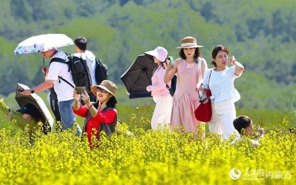 正规在线配资公司 内蒙古呼伦贝尔：油菜花海引客来